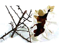 Ink from slime thorns Ink from slime thorns